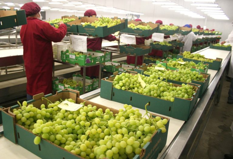 Las uvas de Perú ingresan por primera vez al mercado japonés.