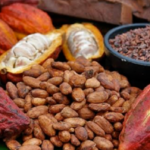Variedades de Cacao peruana