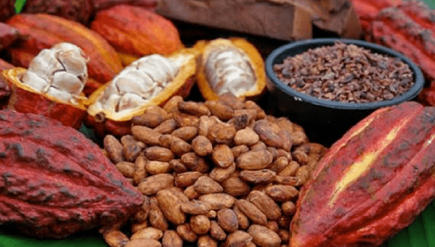 Variedades de Cacao peruana