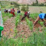 fertilizantes del perú