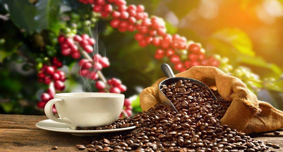 Perú obtiene el premio al mejor café del mundo en Italia. Cámara de