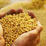 Perú importa harina de Soya