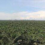 aceite de palma orgánica en perú